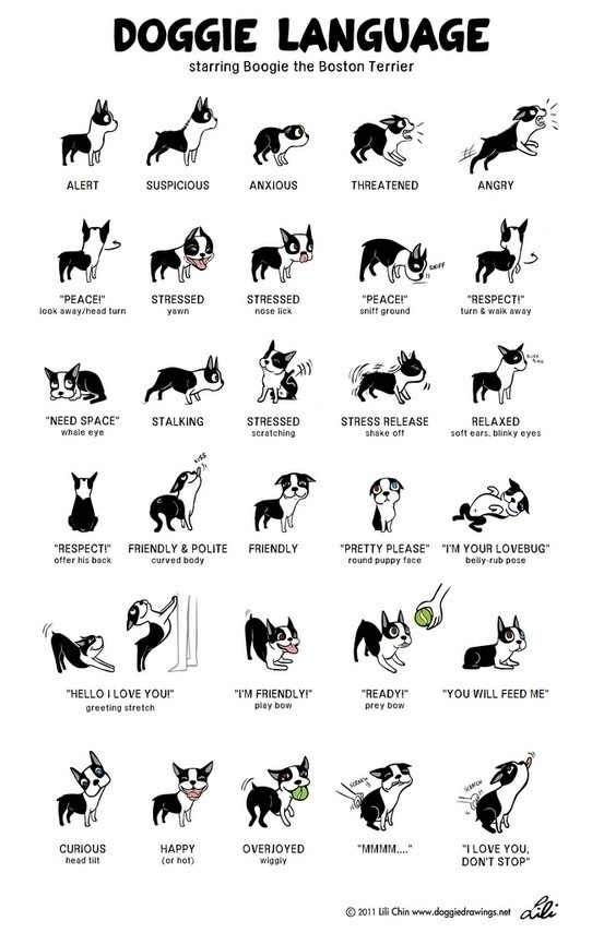 understand your dog’s language understand your dog’s language